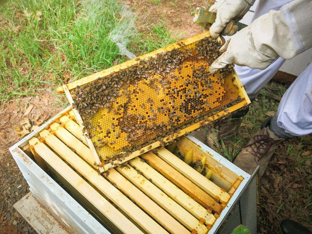 bee keeping bee hive inspection bowral mentor honey bee