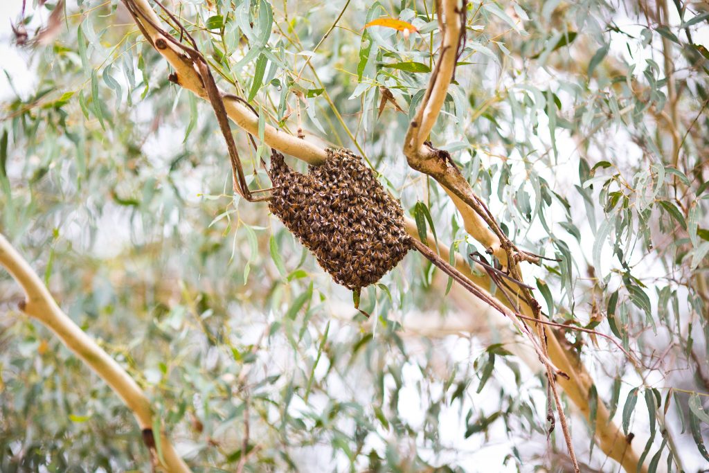 bee swarm southern highlands collection