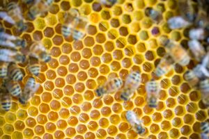 honey bee eggs in cell comb