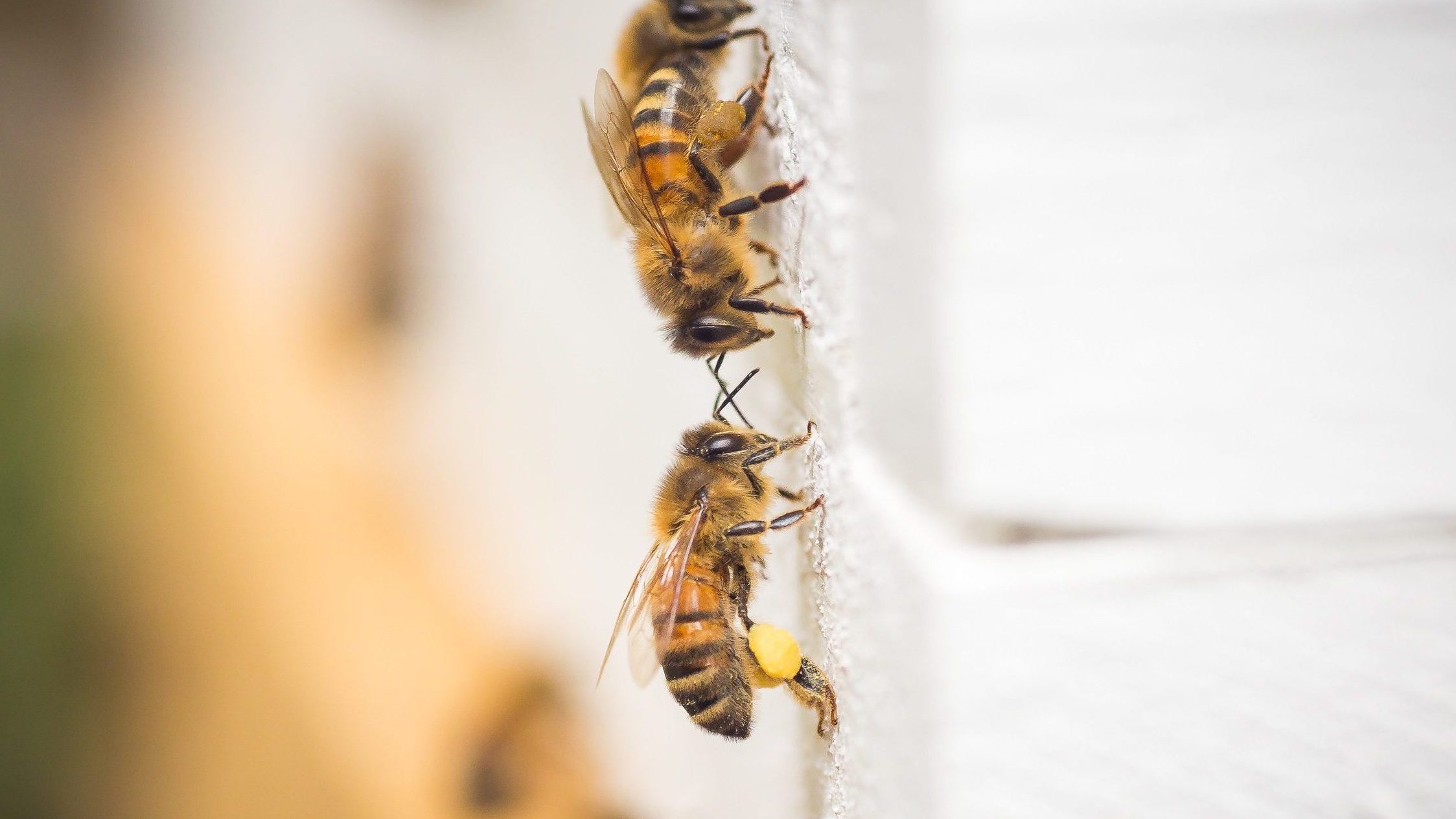 bee keeping bowral bees