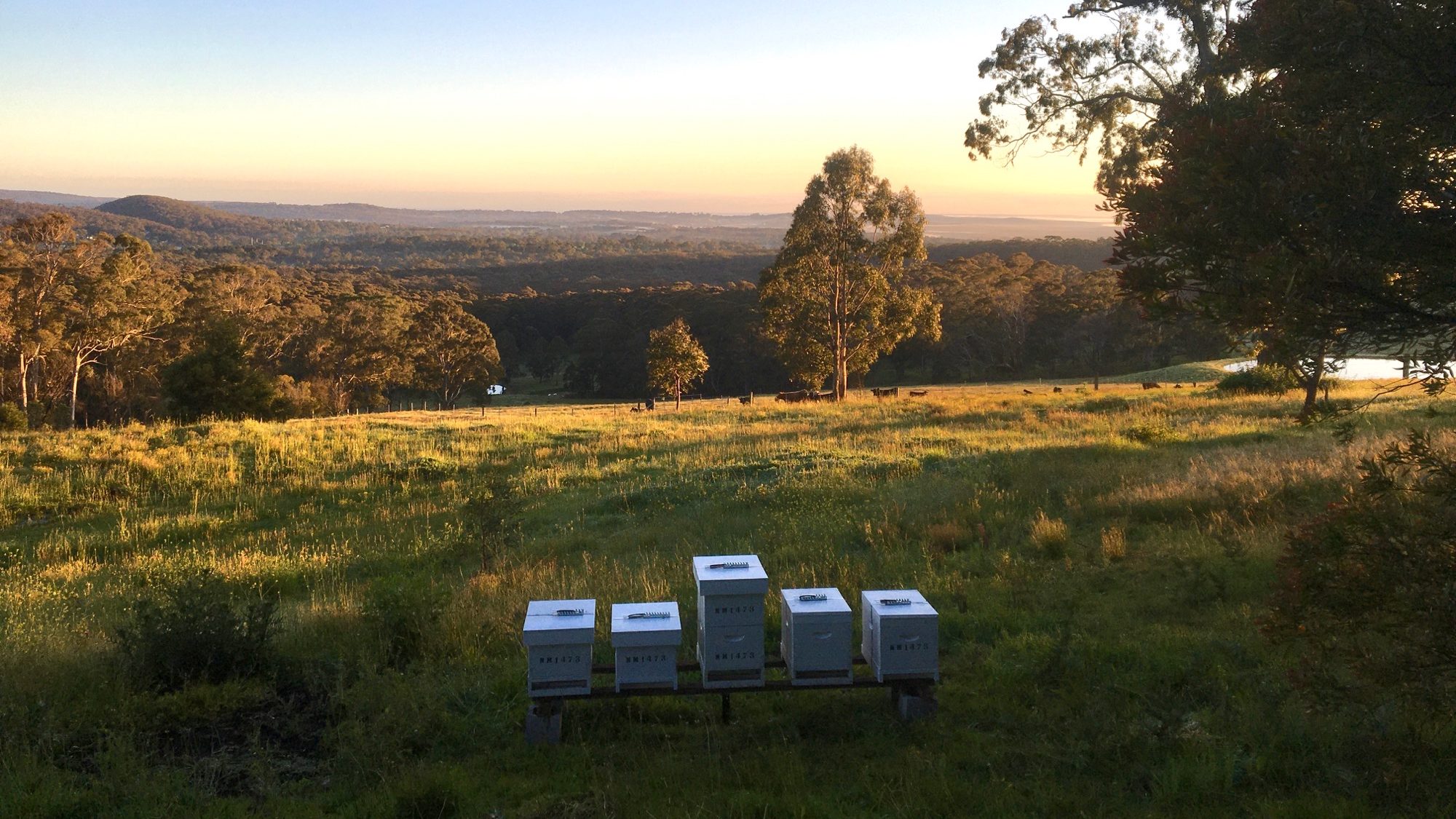 bee hive hosting bowral