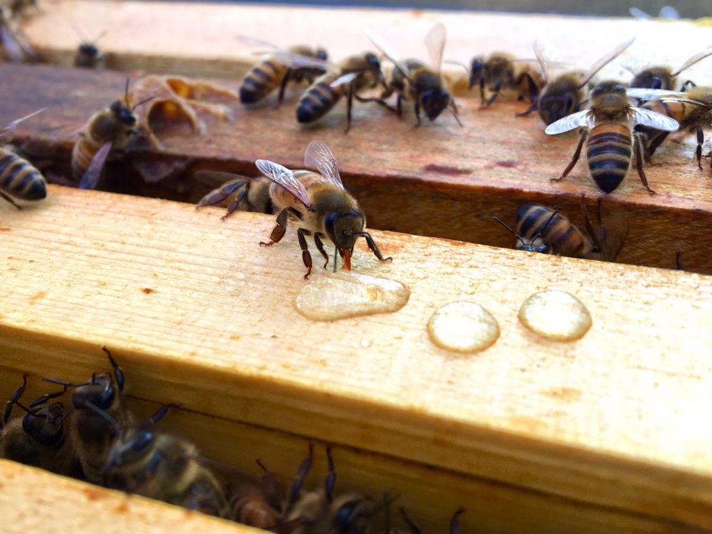 feeding bees syrup wintering bees