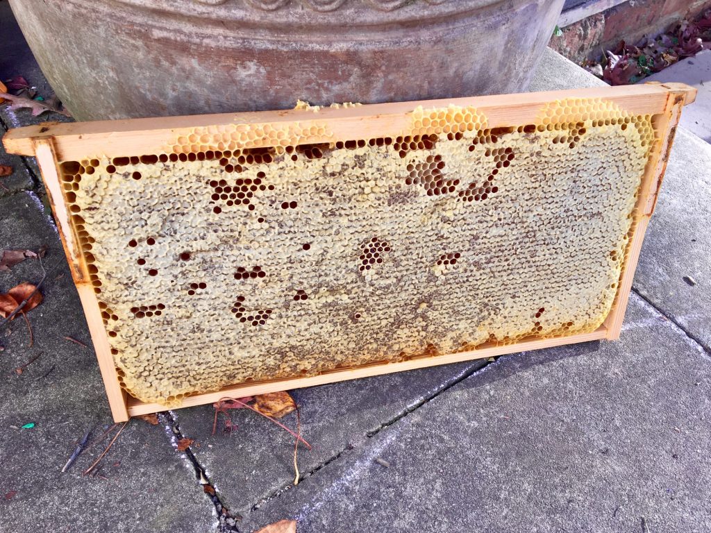 full frame capped honey wintering bees