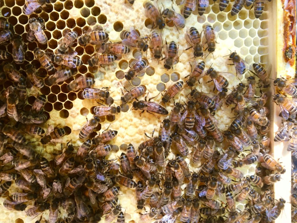 nuc bee hive sale bowral