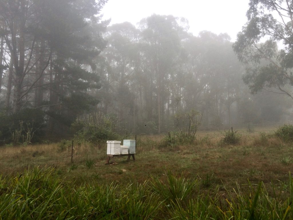 winter wintering bees Bowral