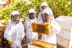 beginner bee keeping course Bowral