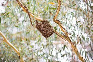 bee swarm Bowral