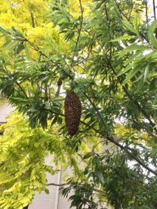 bee swarm Bowral