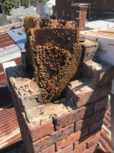 bee hive removal chimney