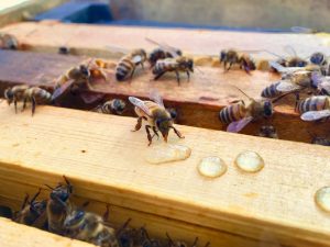 feeding bees 