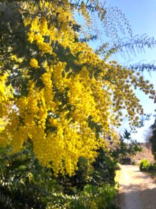 wattle cootamundra bowral spring yellow